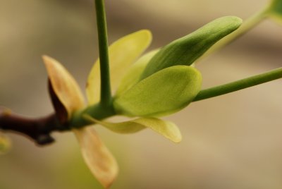Liriodendron tulipifera 'Aureomarginatum' - liliovník tulipánokvětý - pupen